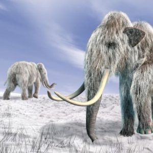 🦕 Even Paleontologists Can’t Pass This Extinct Animals Quiz — Can You? Woolly mammoth