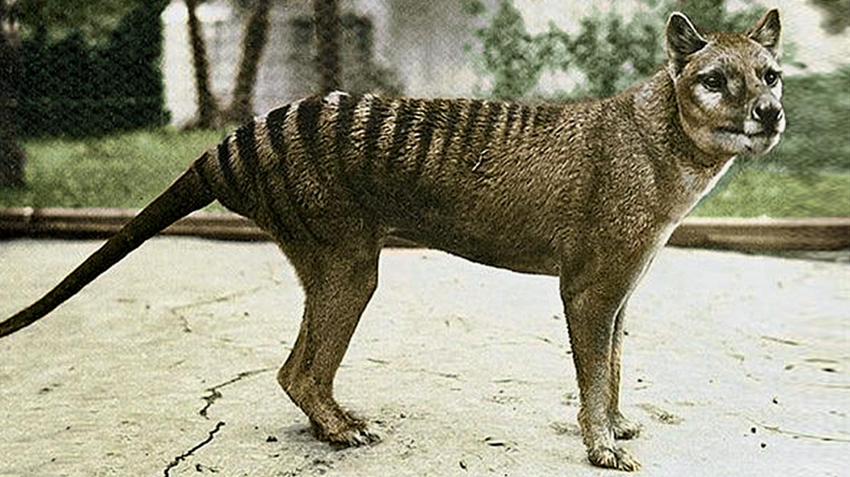 🦕 Even Paleontologists Can’t Pass This Extinct Animals Quiz — Can You? Tasmanian tiger