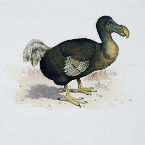 Extinct Animals Quiz Passenger pigeon