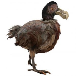 Extinct Animals Quiz Dodo