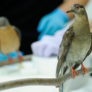 If You Score Less Than 10 On This Animal Quiz, You Need To Go Back To 4th Grade Pigeon