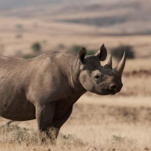 Extinct Animals Quiz Sumatran rhinoceros