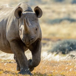 Extinct Animals Quiz White rhinoceros