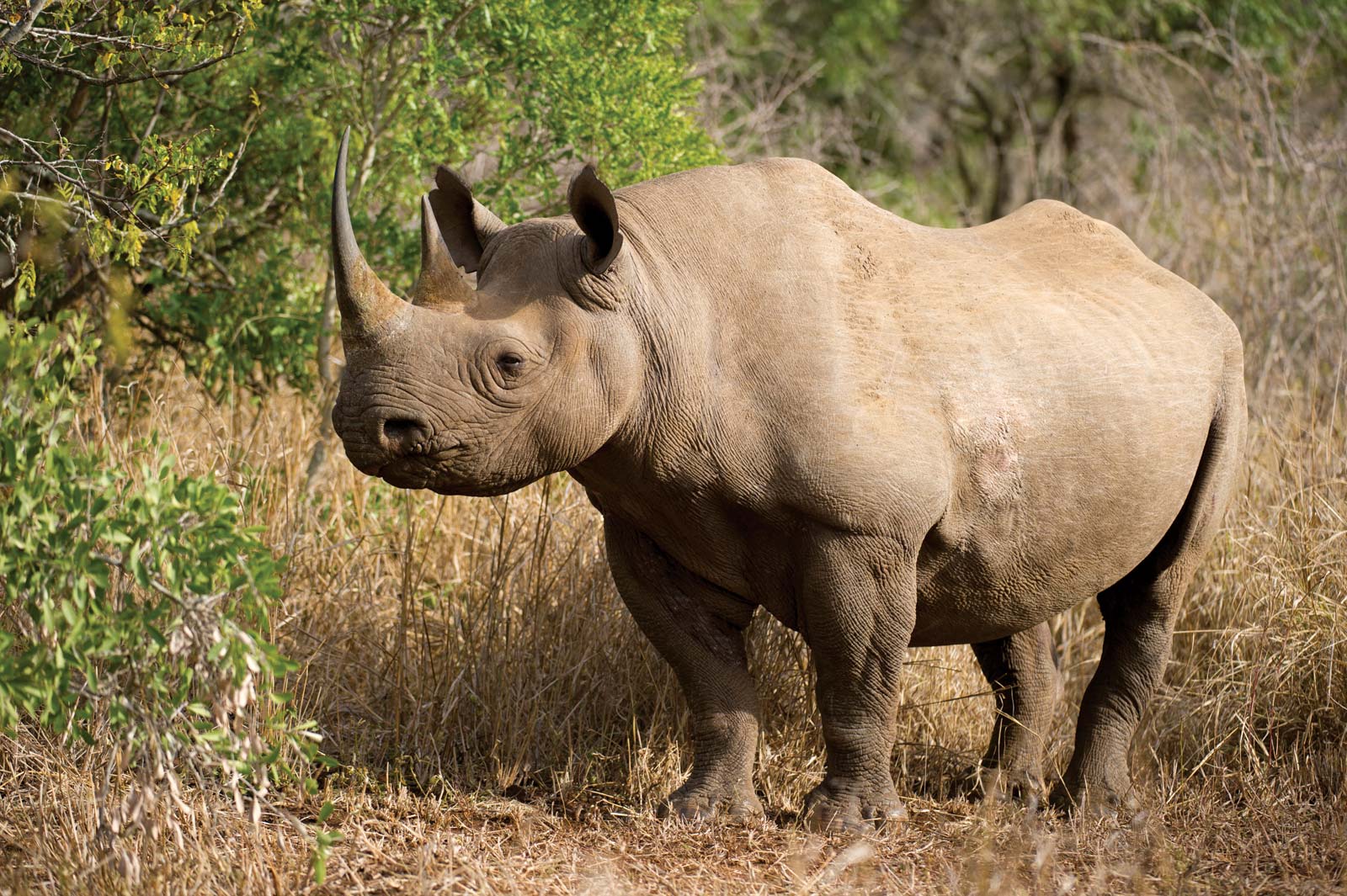🦒 I Bet You Can’t Spell the Names of 10/20 of These Common Animals West African Black Rhinoceros
