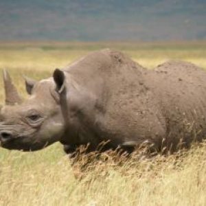 🦕 Even Paleontologists Can’t Pass This Extinct Animals Quiz — Can You? West African black rhinoceros
