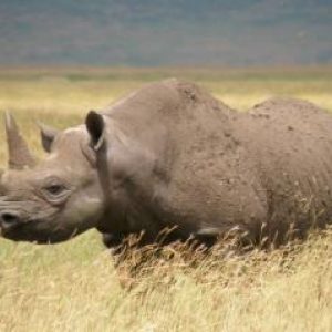 Extinct Animals Quiz West African black rhinoceros