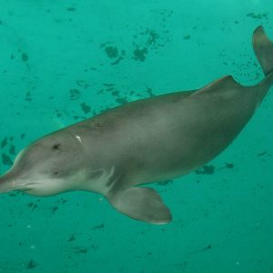 Extinct Animals Quiz Striped dolphin
