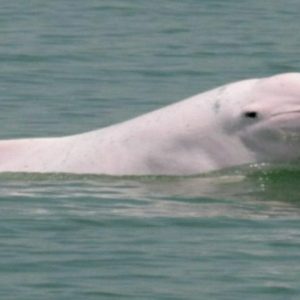 Extinct Animals Quiz Irrawaddy dolphin