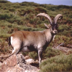 Extinct Animals Quiz Markhor