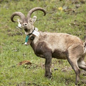 Extinct Animals Quiz Pyrenean ibex