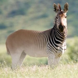 Extinct Animals Quiz Unicorn