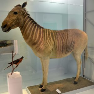 🦕 Even Paleontologists Can’t Pass This Extinct Animals Quiz — Can You? Quagga
