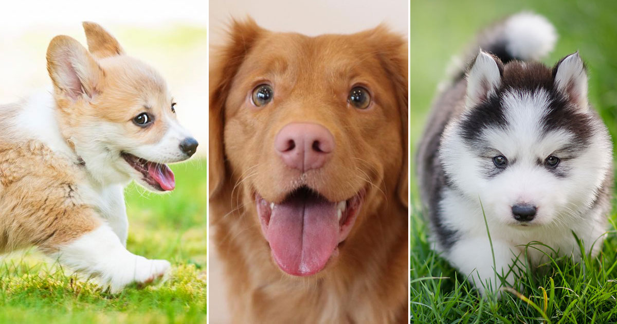 🐶 Name These Puppies and We'll Tell You Your Future Quiz