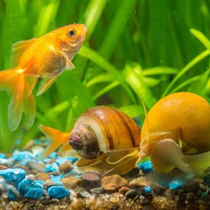 This Or That Quiz Aquarium