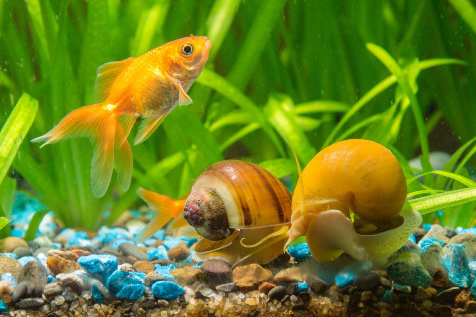 Can You Match These Animals With Their Natural Food Source? Aquarium Snails