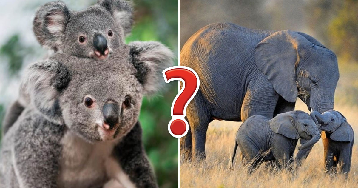 Can You Match These Animals With Their Natural Food Source?