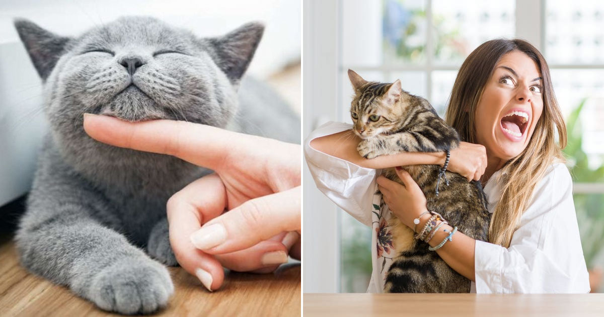 Are You A Cat Person? Quiz