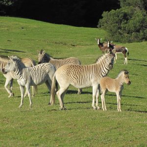 Extinct Animals Quiz Norfolk trotter