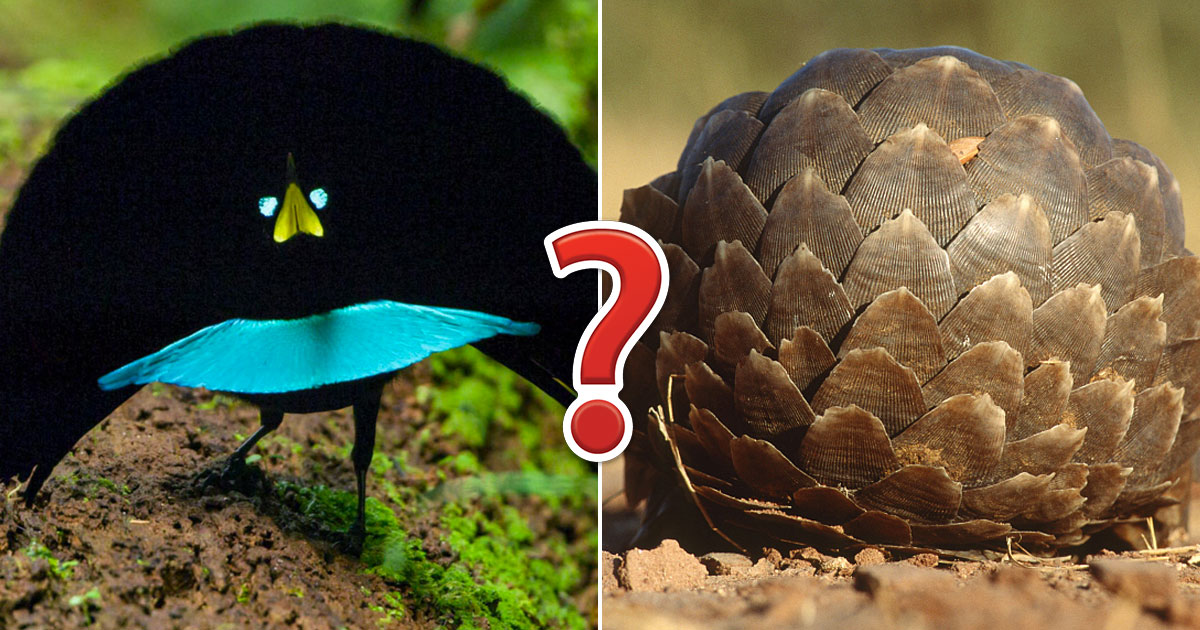 Only Animal Expert Will Know Names of Bizarre Species Quiz