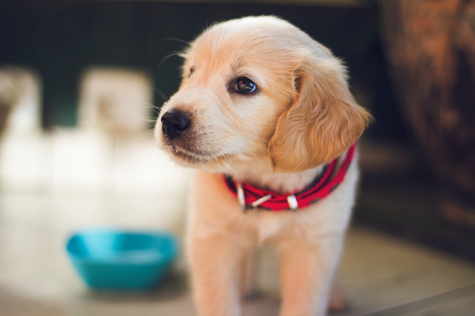 You got: Molly! 🍰 Vote “Yay” Or “Nay” On Some Baked Goods and We’ll Reveal Which Puppy You Should Adopt 🐶