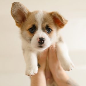 Foods Named After Animals Quiz Puppy