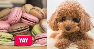 Vote Yay Or Nay On Baked Goods to Know Which Puppy You … Quiz