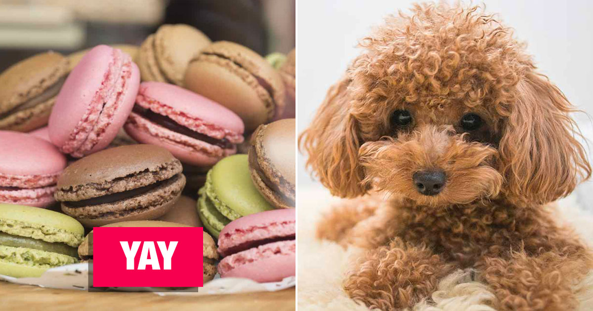 🍰 Vote “Yay” Or “Nay” On Some Baked Goods and We’ll Reveal Which Puppy You Should Adopt 🐶