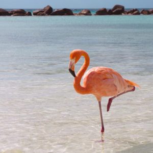 Passing This Animal Kingdom Quiz Is the Only Proof You Need to Show You’re the Smart Friend Flamingoes
