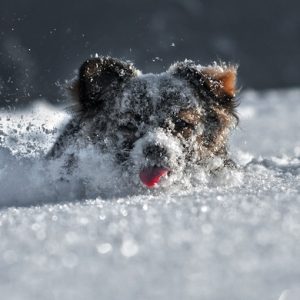 ️ Can I Guess Generation By Winter Vacation You Plan? Quiz 1 dog