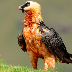 If You Score Less Than 10 On This Animal Quiz, You Need To Go Back To 4th Grade Bearded vulture