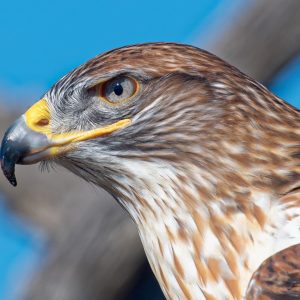 If You Score Less Than 10 On This Animal Quiz, You Need To Go Back To 4th Grade Hawk