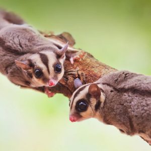 If You Score Less Than 10 On This Animal Quiz, You Need To Go Back To 4th Grade Sugar glider