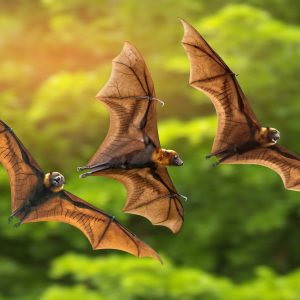 Rain Trivia Quiz Bats
