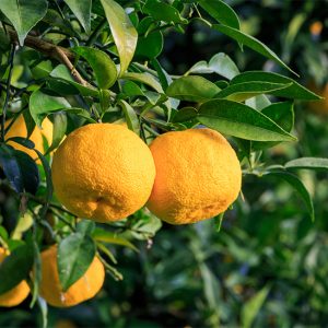 🍕 Eat Some Food for Each Letter of the Alphabet and We’ll Reveal Your Mental Age Yuzu fruit
