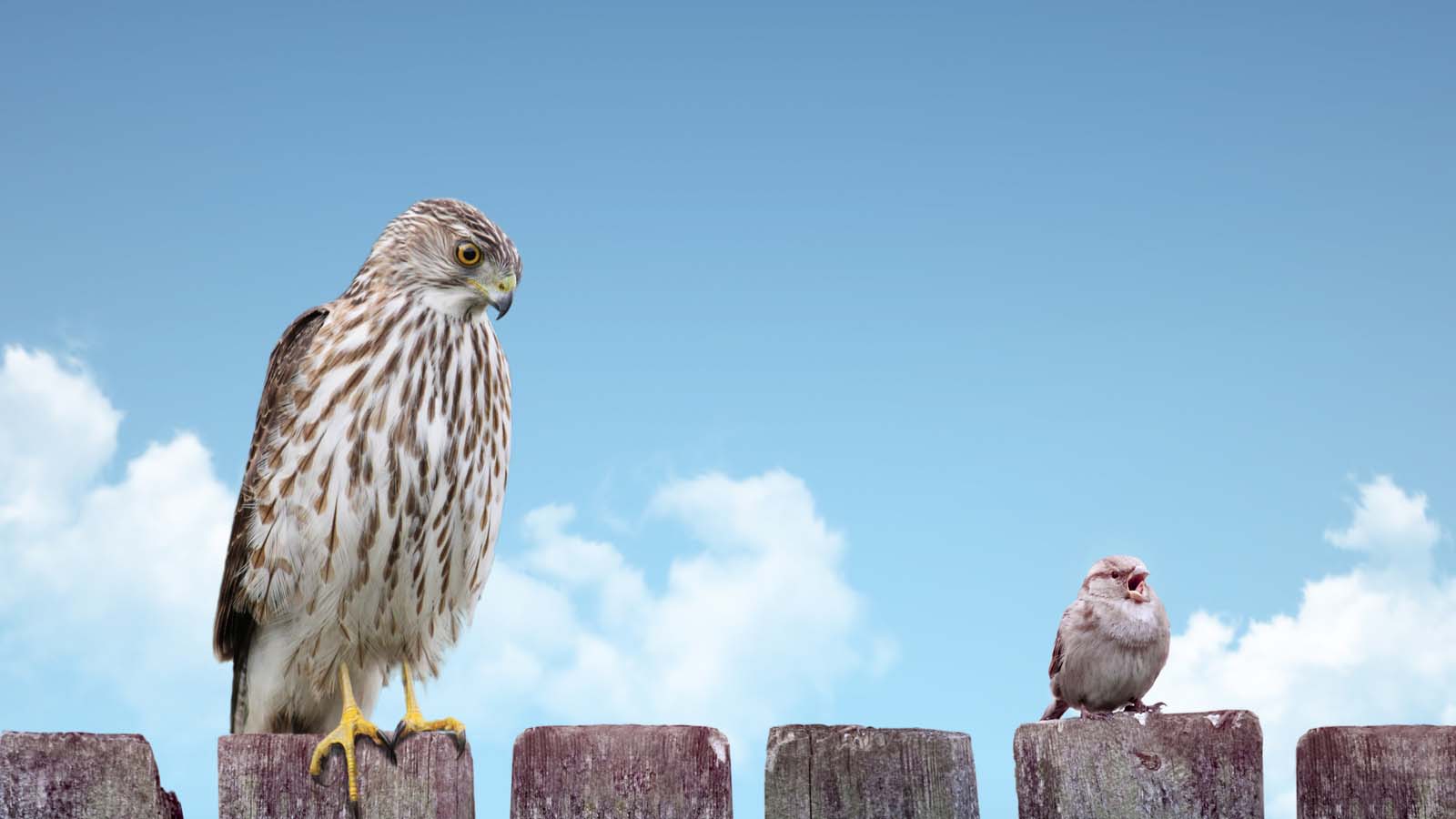 If You Can Score 15/20 on This Quiz, You’re Definitely an 🐾 Animal Expert Birds