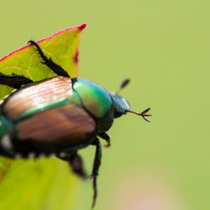 Most People Can’t Answer These Questions from “Who Wants to Be a Millionaire” — Can You? Japanese beetle