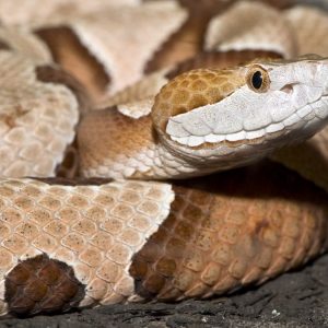 Only History Teacher Will Find This Quiz As Easy As Pie Snakes