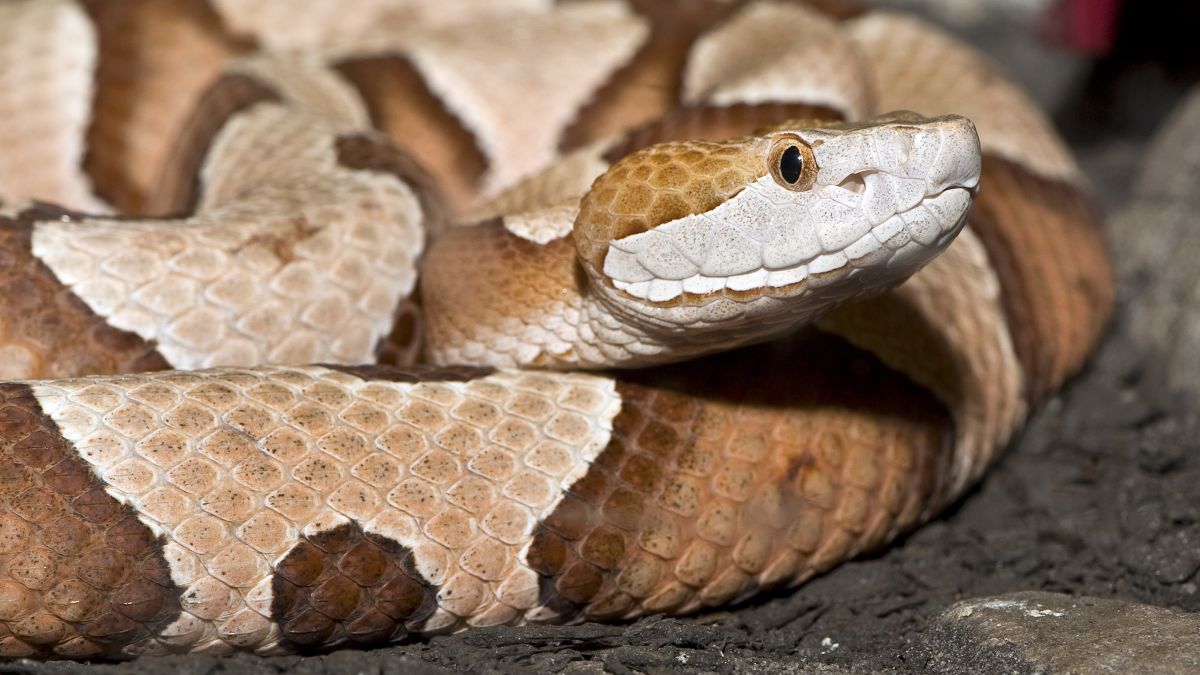 Passing This Animal Kingdom Quiz Is the Only Proof You Need to Show You’re the Smart Friend Copperhead Snake