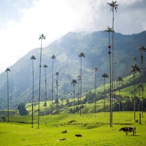 Second Biggest Cities Colombia