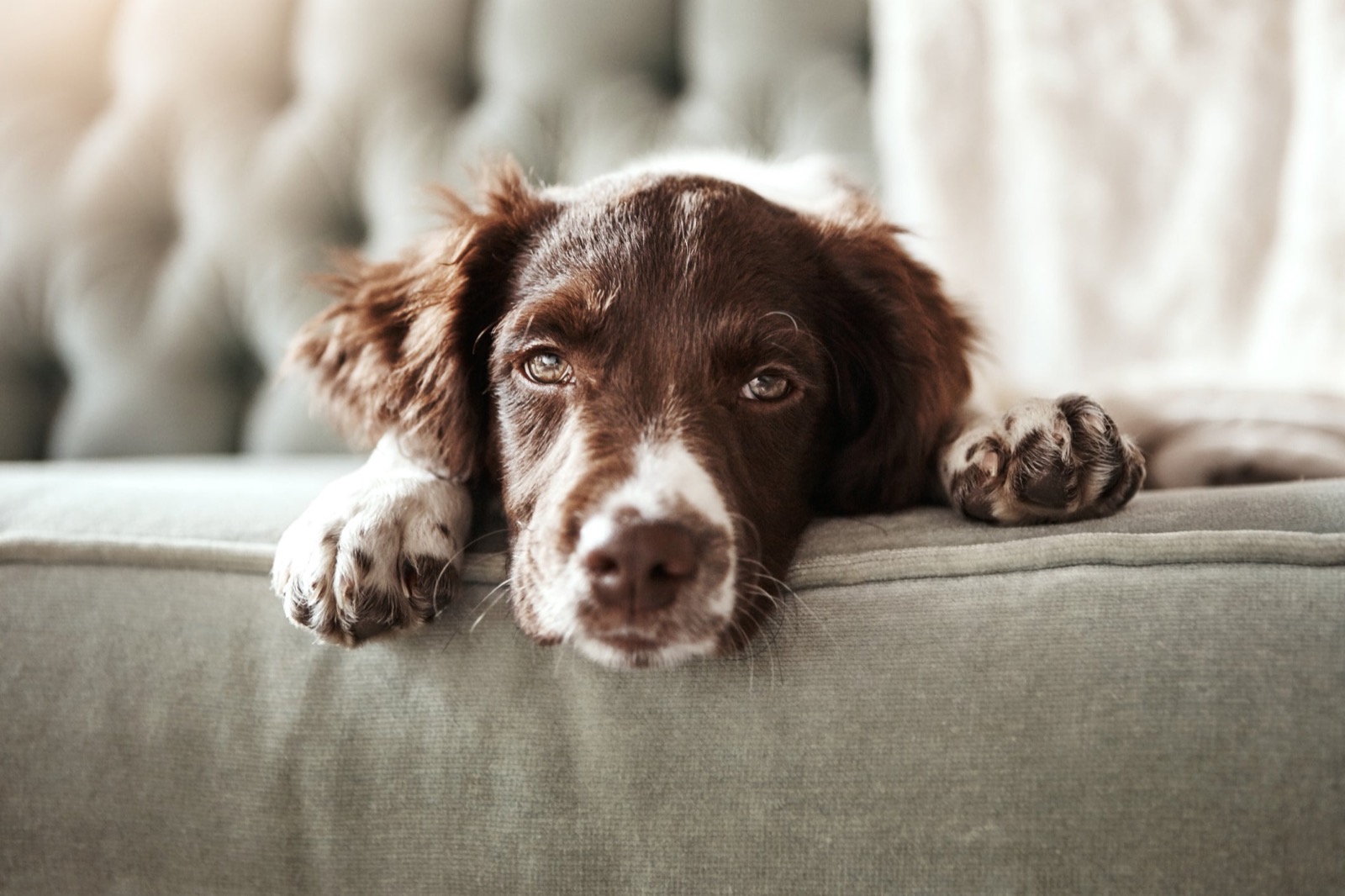 Are You an Empath? Pet Dog On Couch