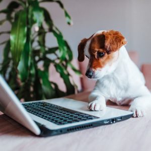 🌚 Munch on Some Midnight Snacks and We’ll Reveal Which Night Animal You Are Surfing the web