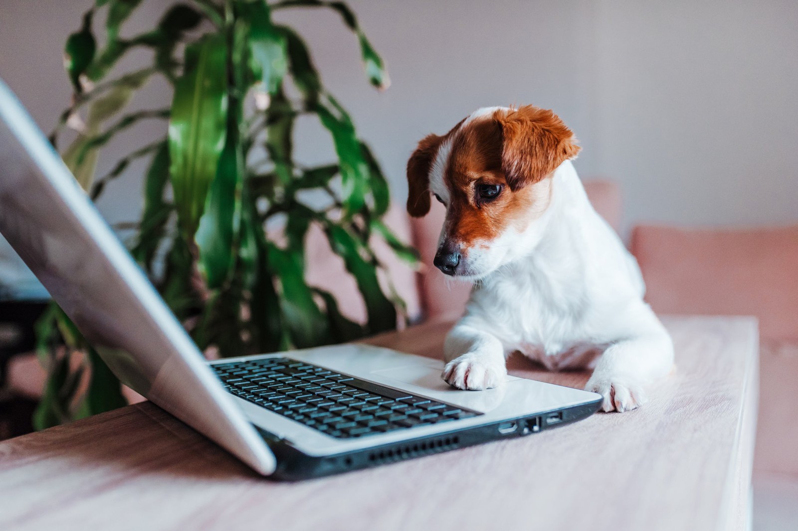 We’ve Gone to the Dogs! 🐕 Can You Ace This 20-Question Dog Quiz? Dog Using Laptop Computer