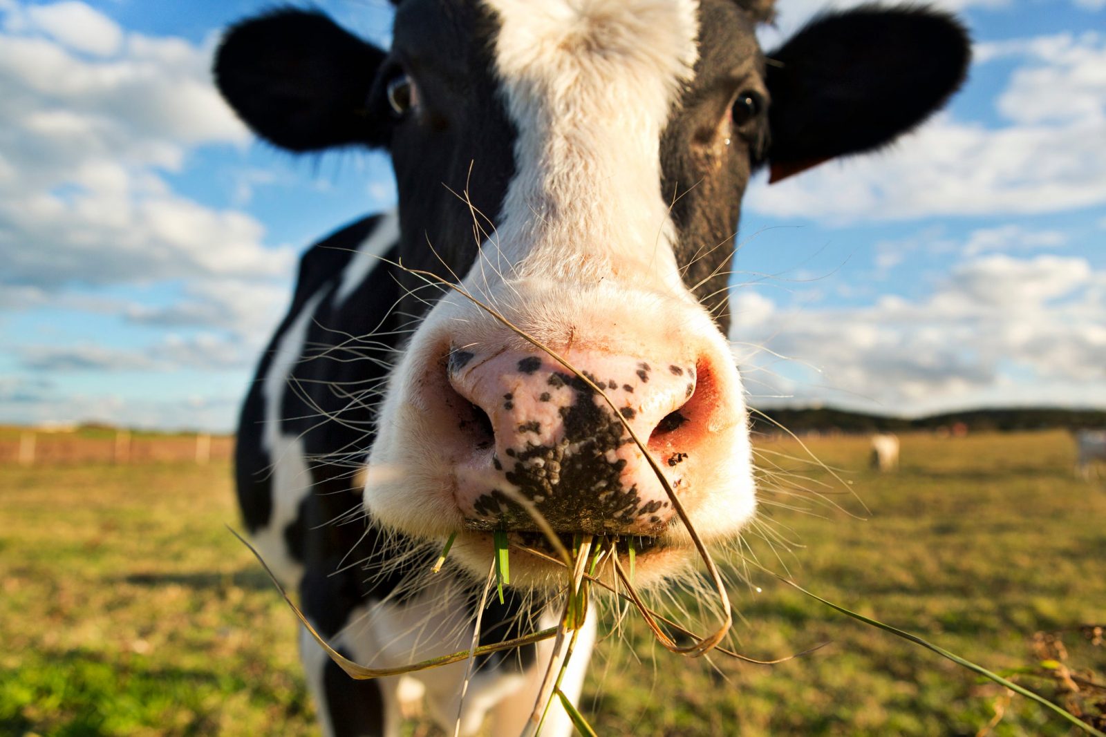 This Science “True or False” Quiz Will Reveal If You Aced or Flunked Out of School Cow Eating Grass