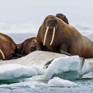 🐋 Only the Super Smart Will Score Better Than 12/17 on This Big, Bigger, Biggest Animal Quiz Walrus