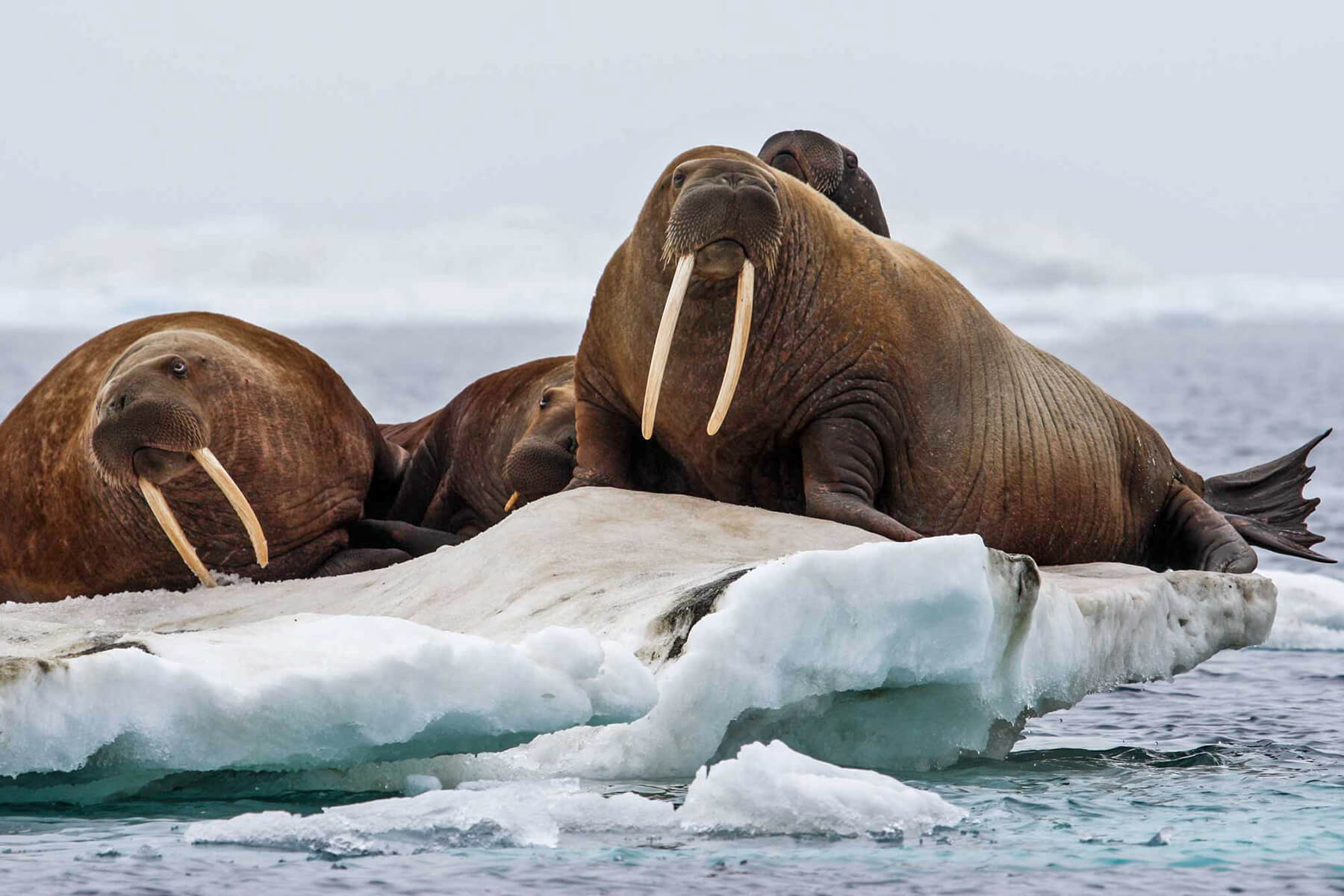 Arctic Vs Antarctic Walrus