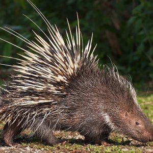 Can We Accurately Guess Your Zodiac Element Just by the Team of Animals You Build? Porcupine