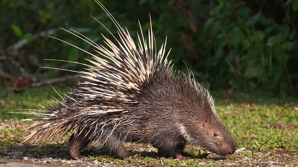 🦒 I Bet You Can’t Spell the Names of 10/20 of These Common Animals Porcupine