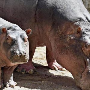 Make Yourself Proud By Getting Over 75% On This Unreasonably Difficult Animals Quiz Hippopotamus