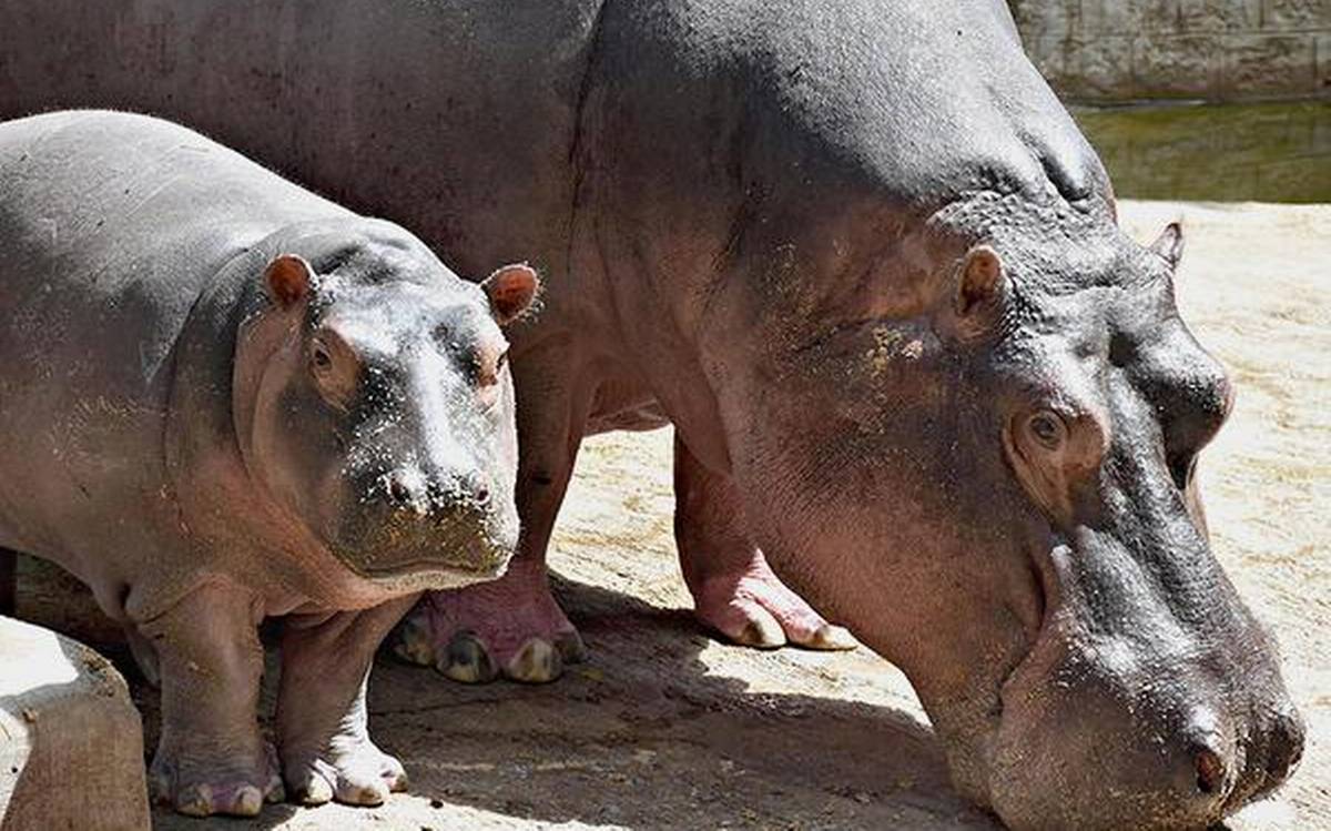 🦒 I Bet You Can’t Spell the Names of 10/20 of These Common Animals Hippopotamus