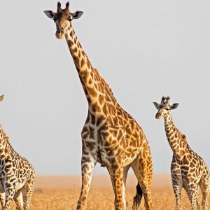 🐋 Only the Super Smart Will Score Better Than 12/17 on This Big, Bigger, Biggest Animal Quiz Giraffe